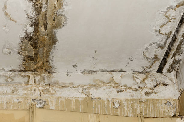 Professional Mold Prevention & Removal  in Fairfield, IL